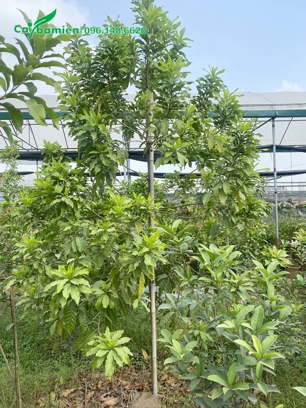 Cây có tán nhỏ nhưng hoa cực kỳ sao, qua đậu nhiều