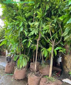 Vú Sữa Hoàng Kim đường kính gốc 4 - 5cm