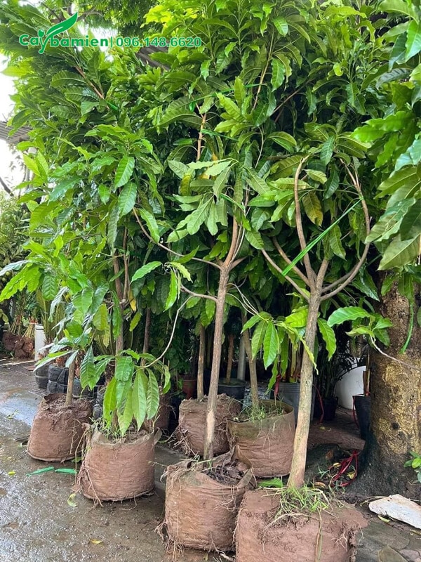 Vú Sữa Hoàng Kim đường kính gốc 4 - 5cm