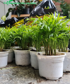 Dừa Tụ Thân xanh tốt, cao 25cm