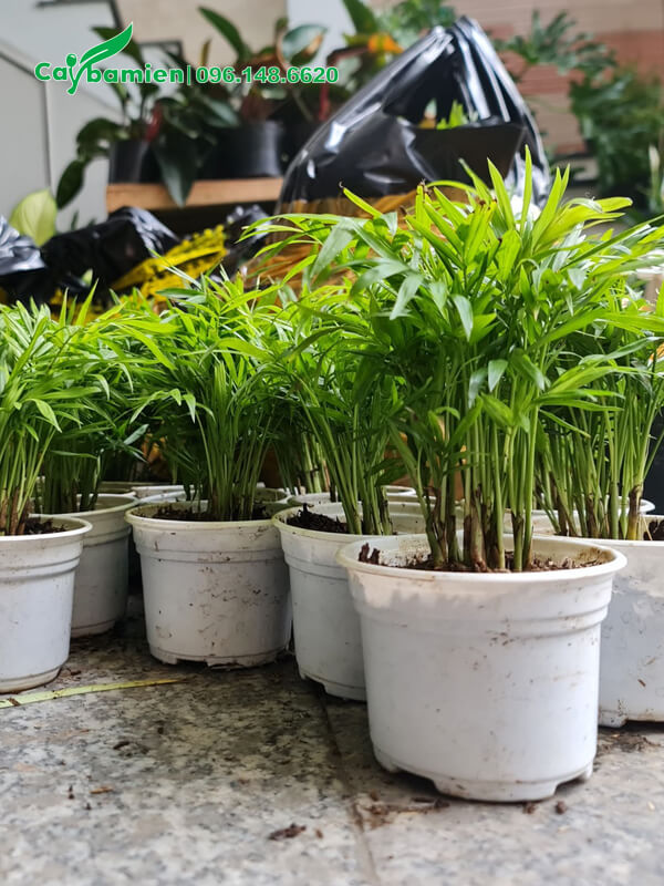 Dừa Tụ Thân xanh tốt, cao 25cm