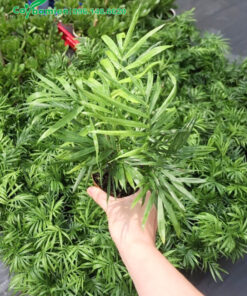 Vườn nhân giống và trồng cau Tiểu Trâm