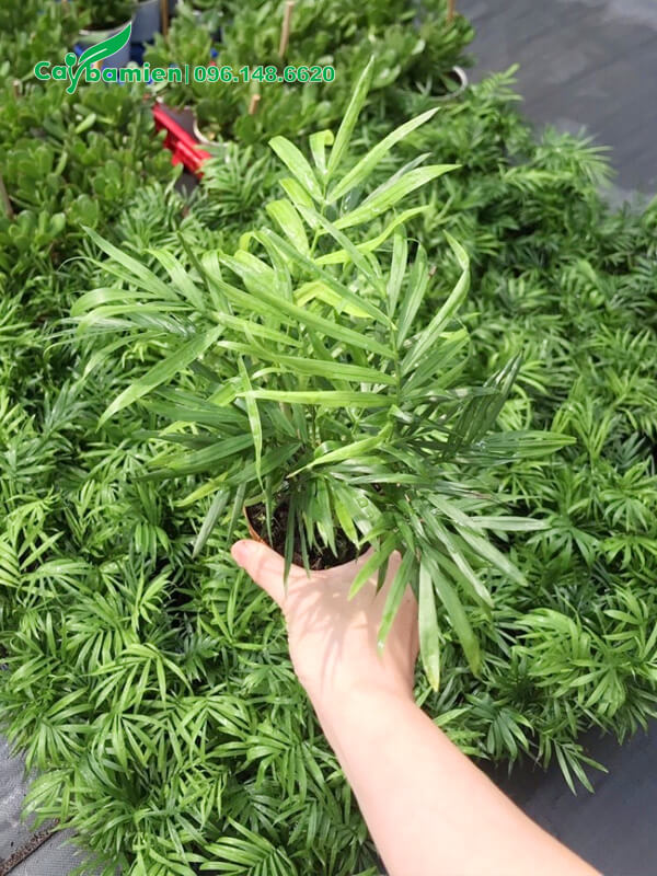 Vườn nhân giống và trồng cau Tiểu Trâm