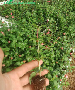 Cây giống ươm hạt tại nhà vườn, chiều cao khoảng 15 - 20cm