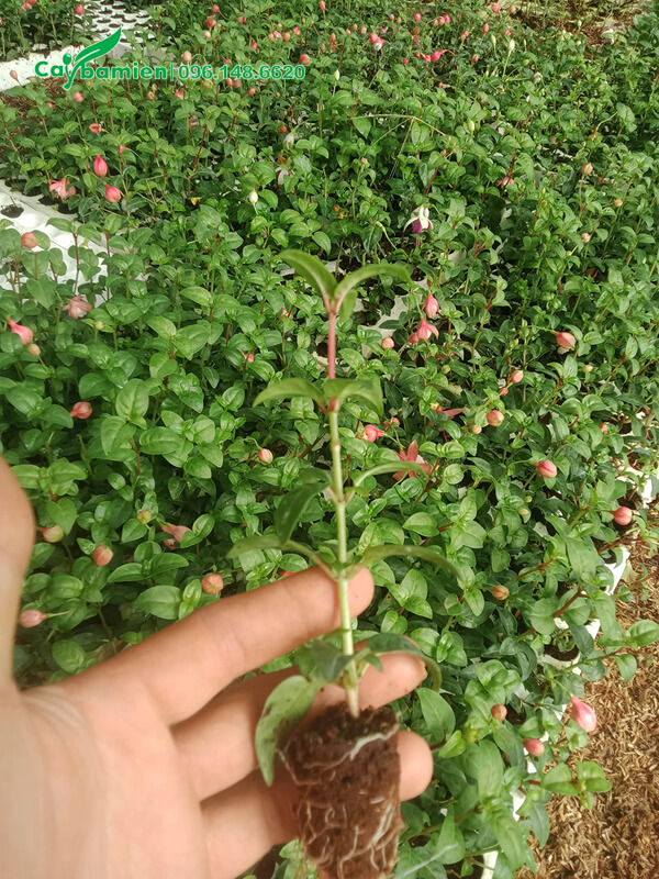 Cây giống ươm hạt tại nhà vườn, chiều cao khoảng 15 - 20cm