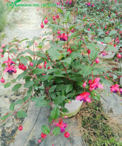 Giỏ Lồng Đèn hoa tím đẹp