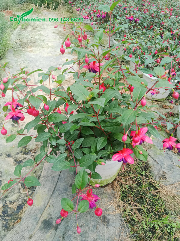 Giỏ Lồng Đèn hoa tím đẹp