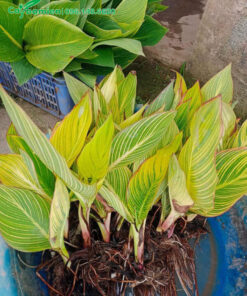 Cây giống hoa dong riềng mới nhổ