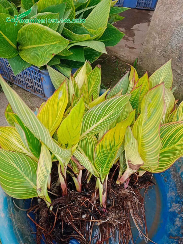 Cây giống hoa dong riềng mới nhổ