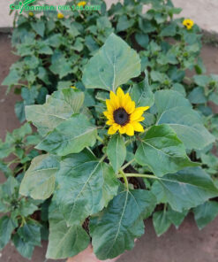 Hướng Dương lùn giống bán chơi Tết