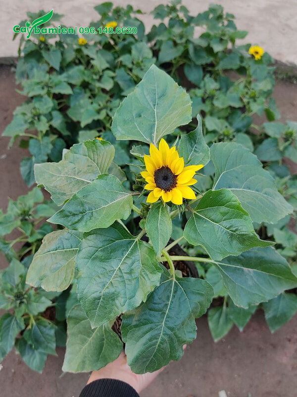 Hướng Dương lùn giống bán chơi Tết