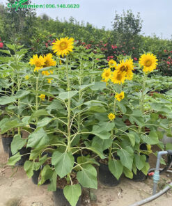 Hướng Dương trưởng thành tại nhà vườn