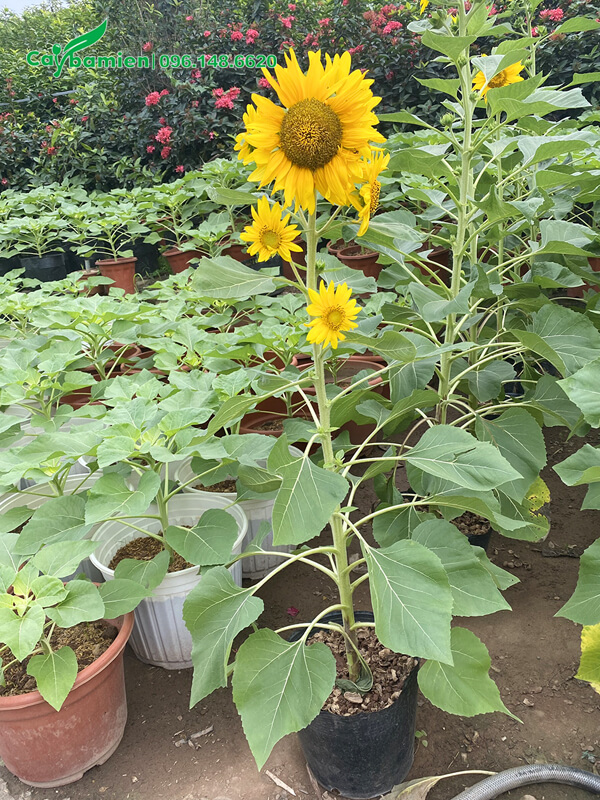 Cây Hướng Dương hoa vàng trồng công trình, cao khoảng 1 - 1,5m