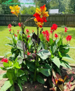 Bụi hoa Dong Riềng hơn chục cây