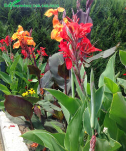 Cây hoa Dong Riềng trồng viền bồn hoa