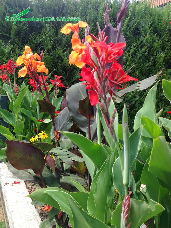 Cây hoa Dong Riềng trồng viền bồn hoa