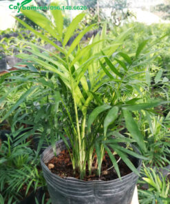 Cây trồng và chăm sóc theo quy chuẩn vườn ươm đẹp và xanh tươi