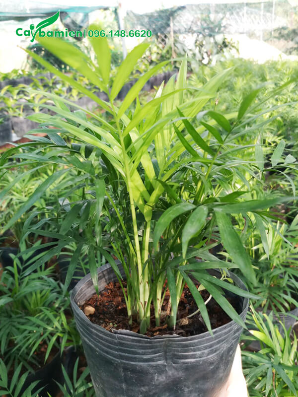 Cây trồng và chăm sóc theo quy chuẩn vườn ươm đẹp và xanh tươi