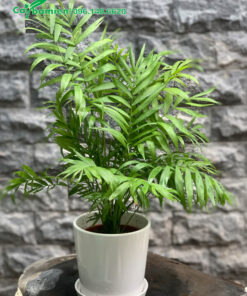 Cau Tiểu Trâm làm cảnh đẹp, tán lá xanh tốt