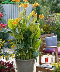 Chậu cây hoa Dong Riềng cảnh đẹp