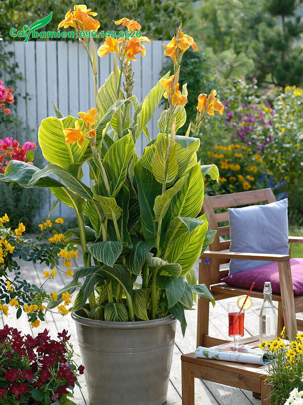 Chậu cây hoa Dong Riềng cảnh đẹp