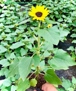 Vườn nhân giống và bán cây hoa Hướng Dương chất lượng