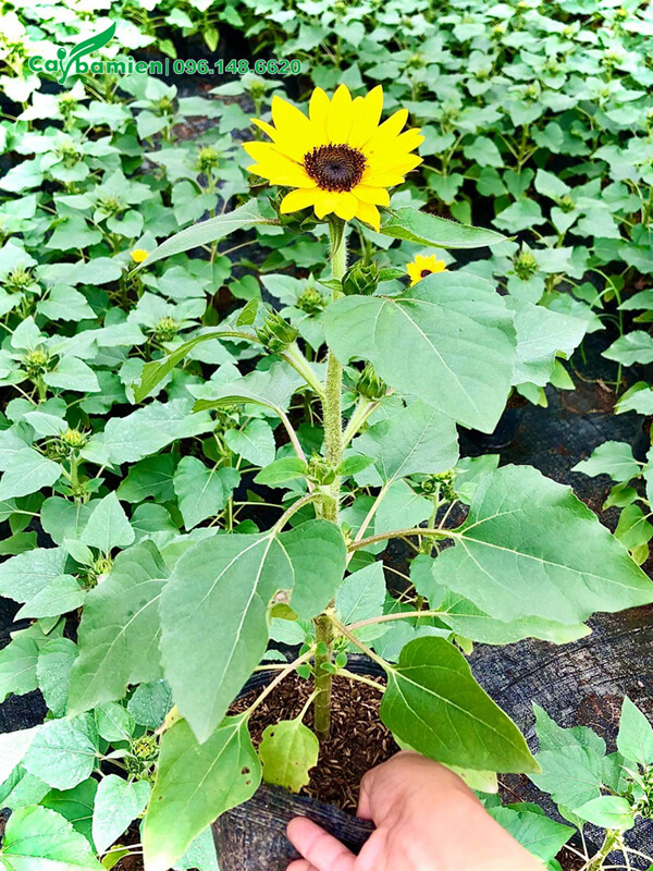 Vườn nhân giống và bán cây hoa Hướng Dương chất lượng