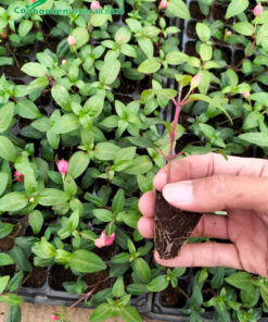 Cây Lồng Đèn giống cao 10cm