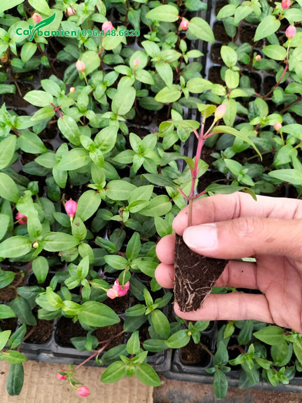 Cây Lồng Đèn giống cao 10cm