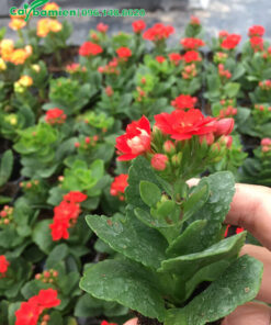 Cây giống Sống Đời hoa đỏ