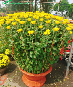 Chậu cúc vàng trưng Tết