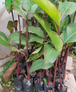 Cây Dong Riềng hoa đỏ thân có màu đỏ tía độc đáo