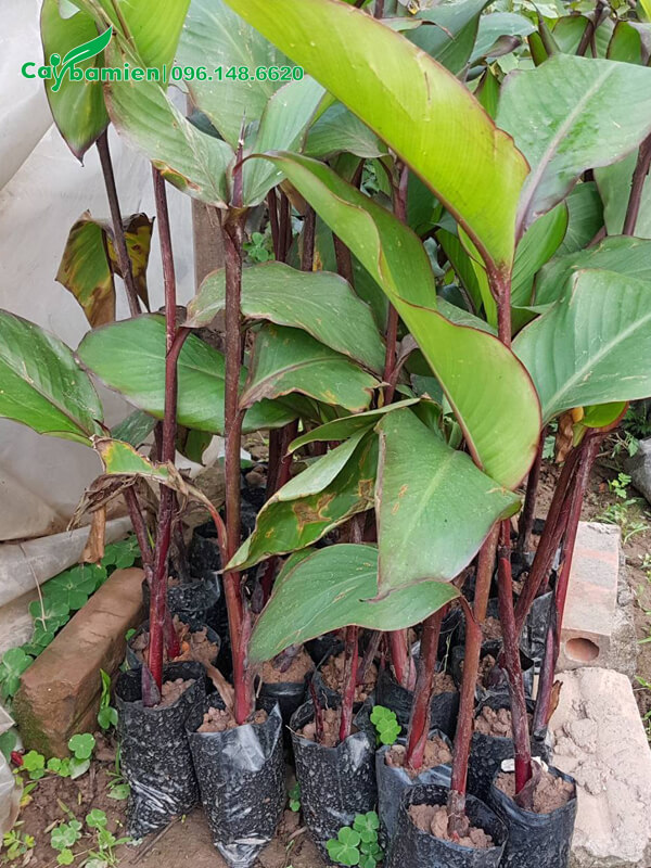 Cây Dong Riềng hoa đỏ thân có màu đỏ tía độc đáo