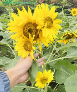 Chùm hoa hướng dương xinh đẹp trên cùng một cây