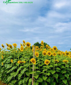 Mua cây hoa Hướng Dương với số lượng lớn