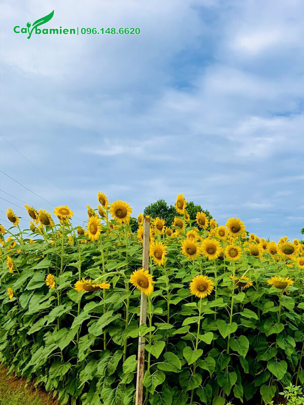 Mua cây hoa Hướng Dương với số lượng lớn