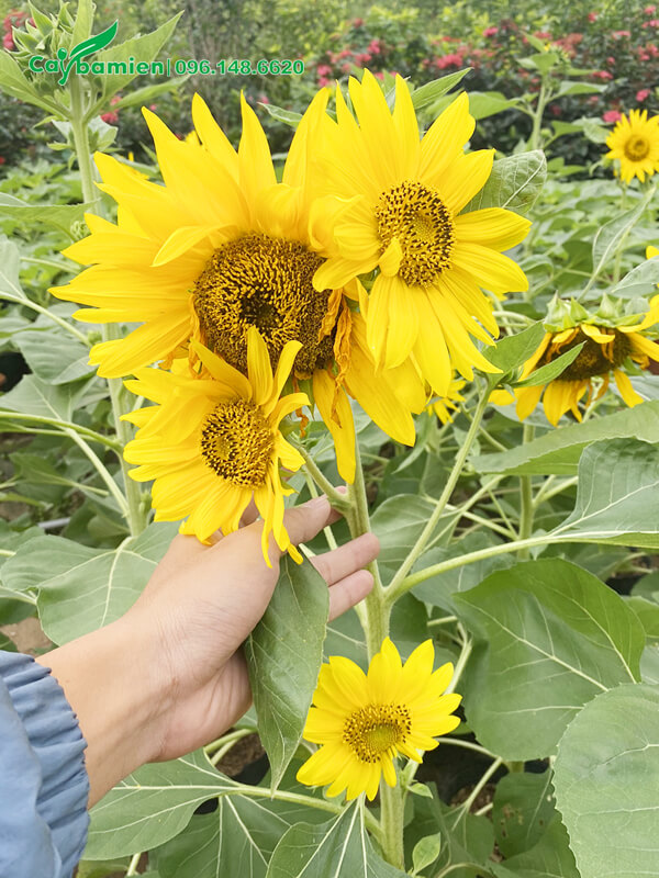 Chùm hoa hướng dương xinh đẹp trên cùng một cây