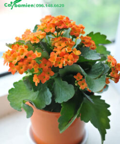 Chậu cây Sống Đời để bàn có hoa màu cam độc đáo