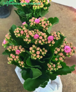 Chậu Sống Đời tím đẹp, hoa ra cực nhiều