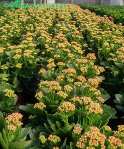 Vườn Sống Đời trưởng thành đang ra nụ