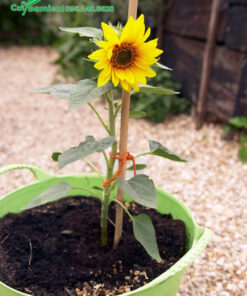 Hướng Dương trồng chậu