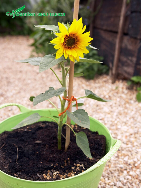 Hướng Dương trồng chậu