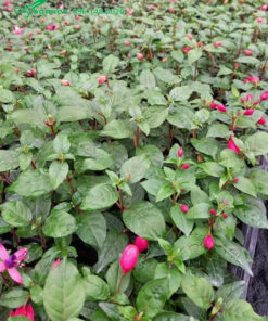 Lồng Đền hoa tím giống