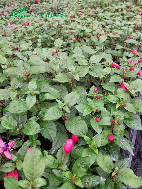 Lồng Đền hoa tím giống