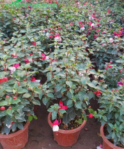 Vườn cây hoa Đèn Lồng trưởng thành, kích thước đồng đều nhau