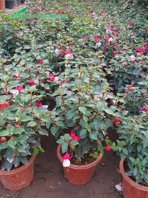 Vườn cây hoa Đèn Lồng trưởng thành, kích thước đồng đều nhau