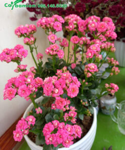 Sống Đời Cảnh có hoa màu hồng đẹp