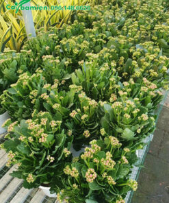 Sống Đời mới đưa vào trồng trong chậu nhựa