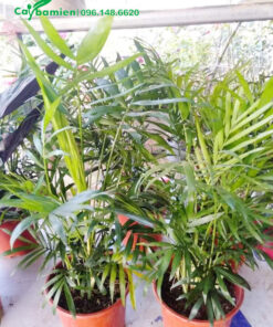 Giao 5 chậu cau Tiểu Trâm cảnh cho khách hàng