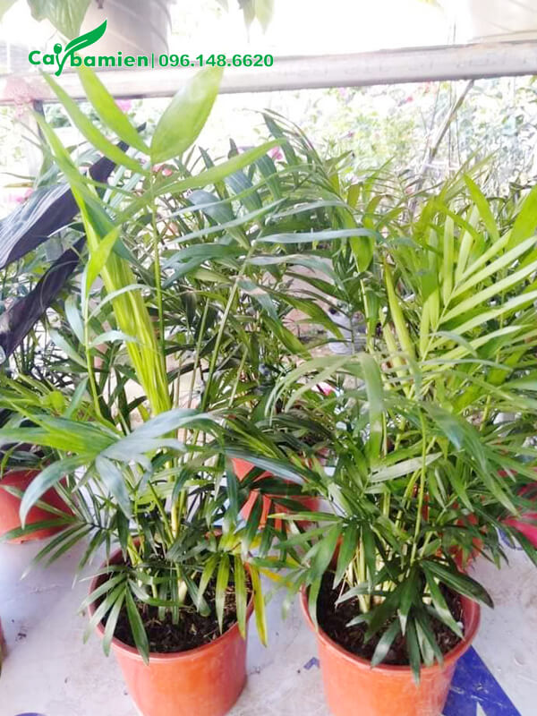 Giao 5 chậu cau Tiểu Trâm cảnh cho khách hàng